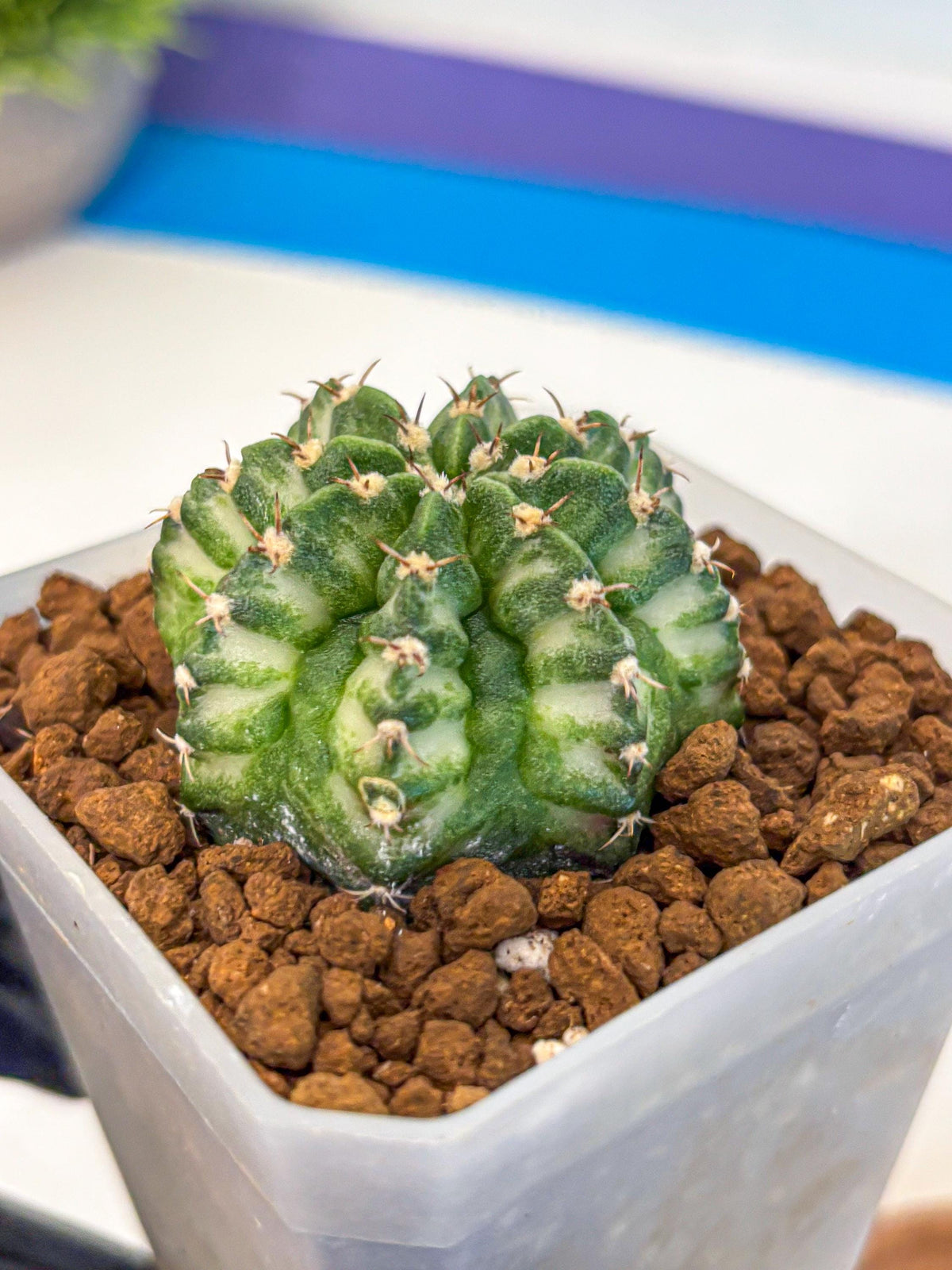 Gymnocalycium White Lantern (gy18) (18) | Collectable Plant