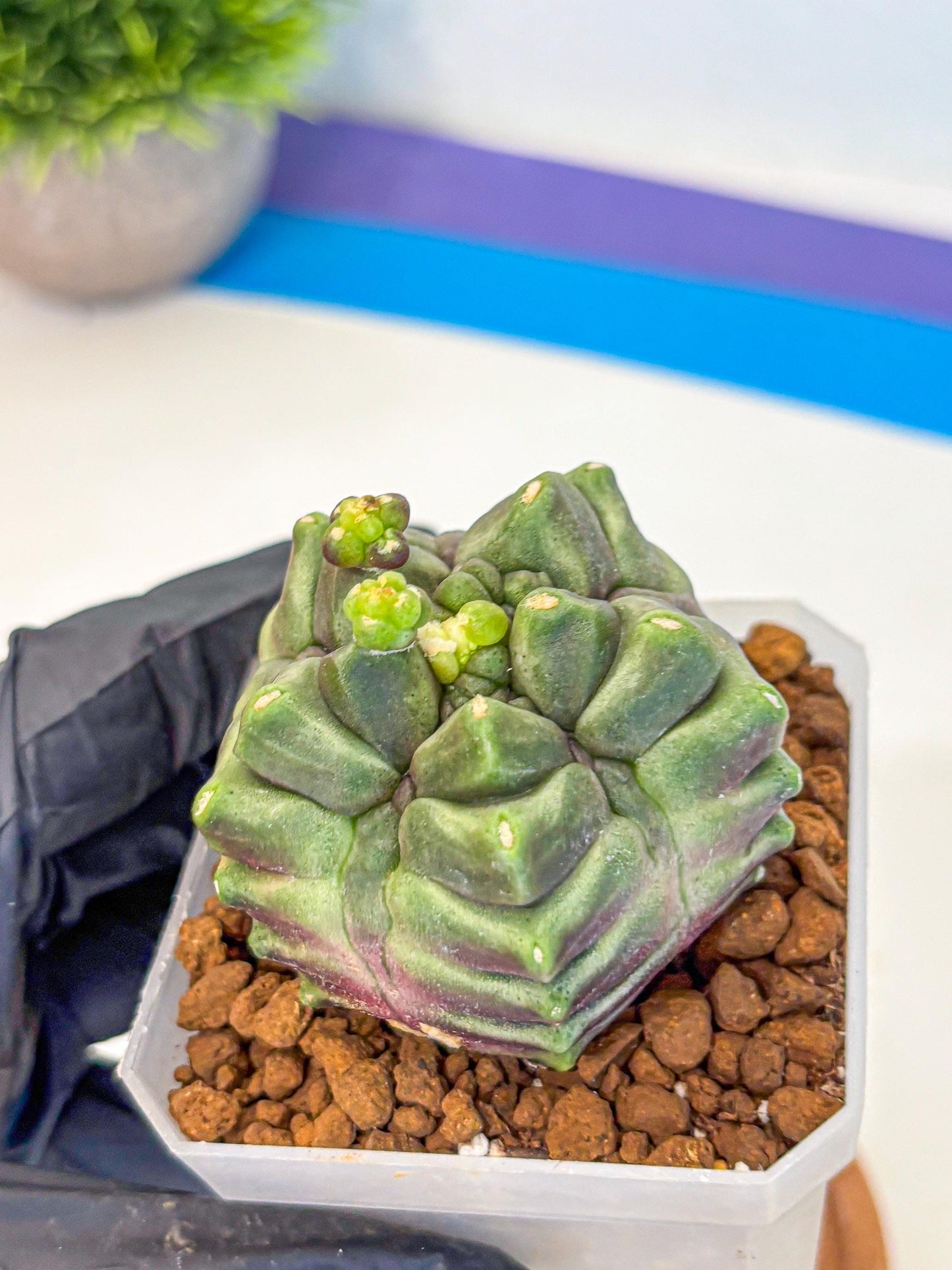 Gymnocalycium montrose (gy18) (pp) | Collectable Plant