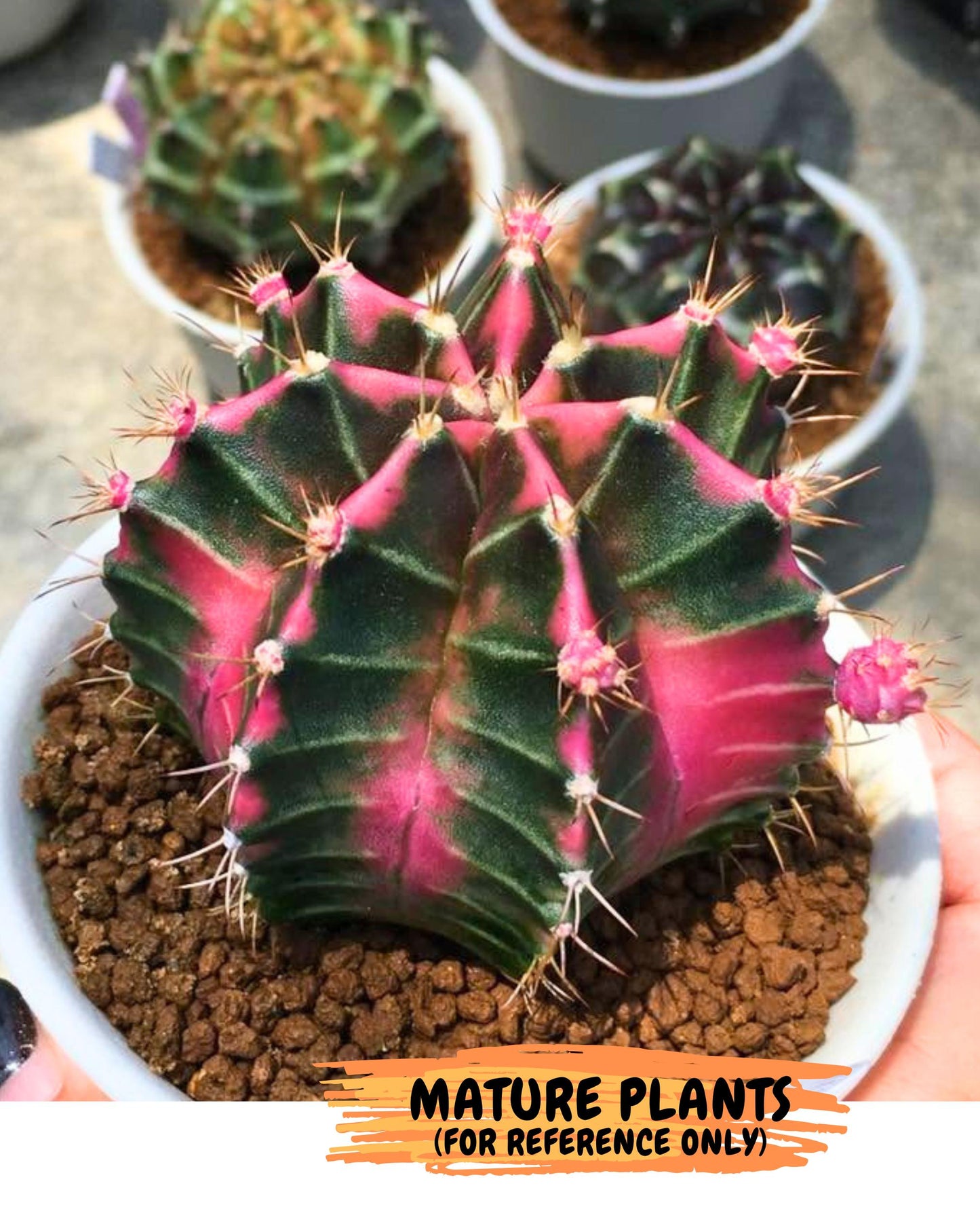 Gymnocalycium Pink Lullaby (gy18) (14) | Collectable Plant