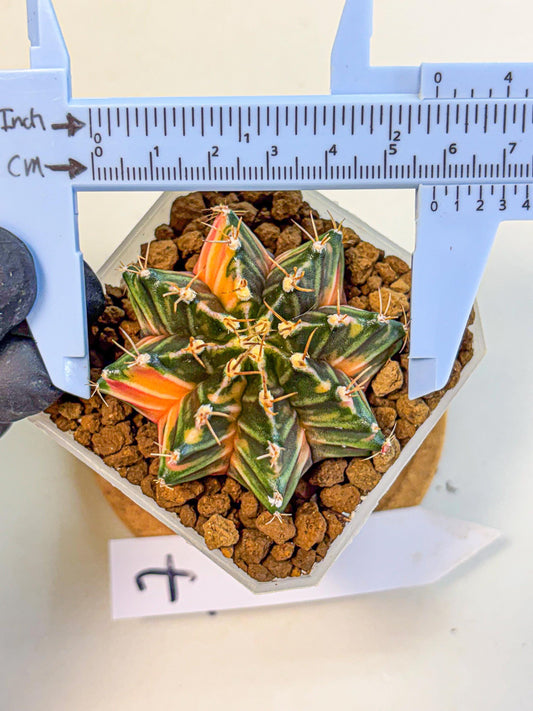 Gymnocalycium Orose (gy19) (07) | Collectable Plant