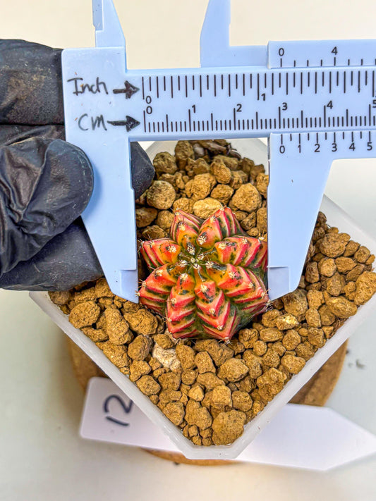 Gymnocalycium Vit.C (gy19) (12) | Collectable Plant