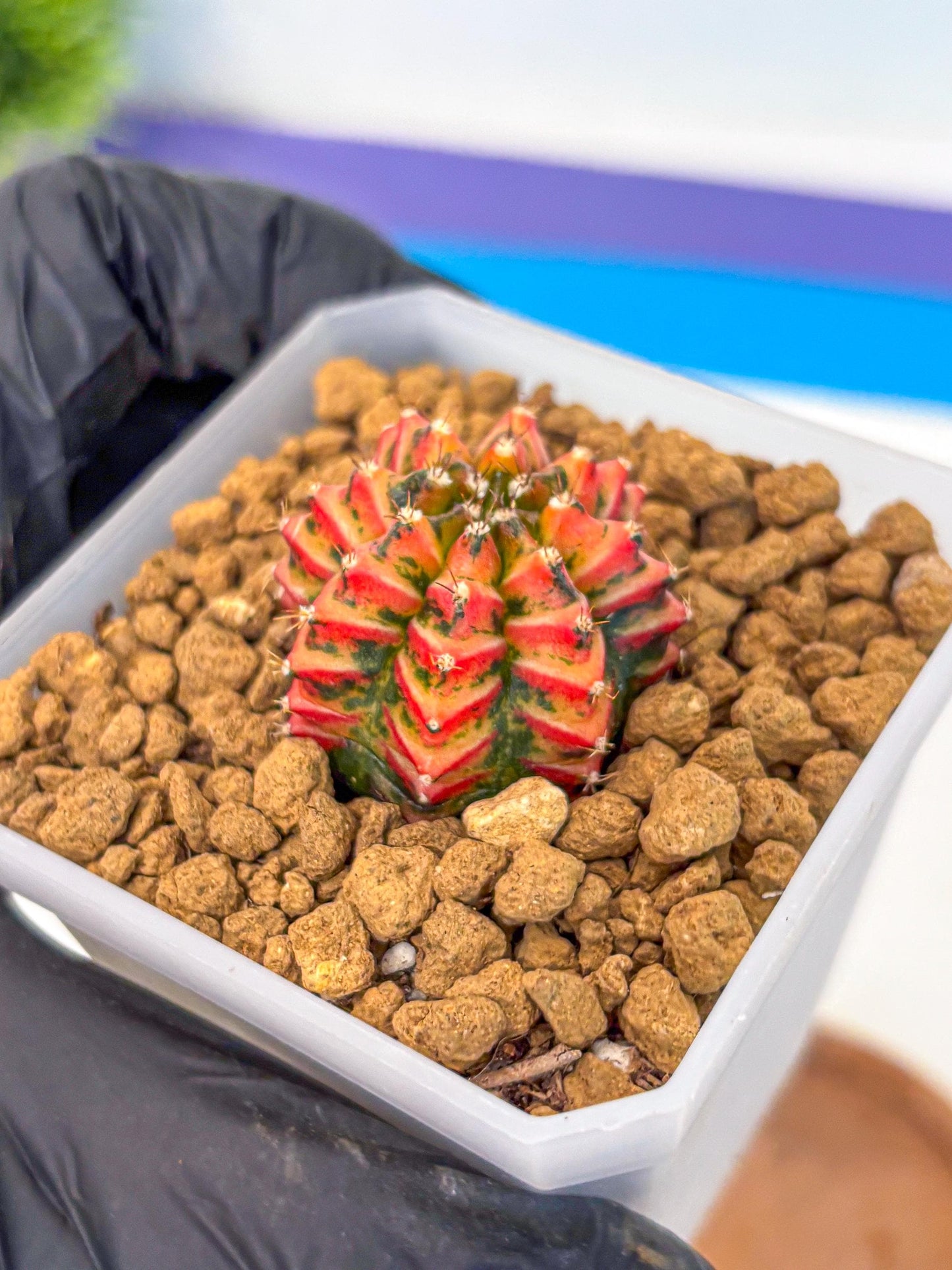 Gymnocalycium Vit.C (gy19) (12) | Collectable Plant
