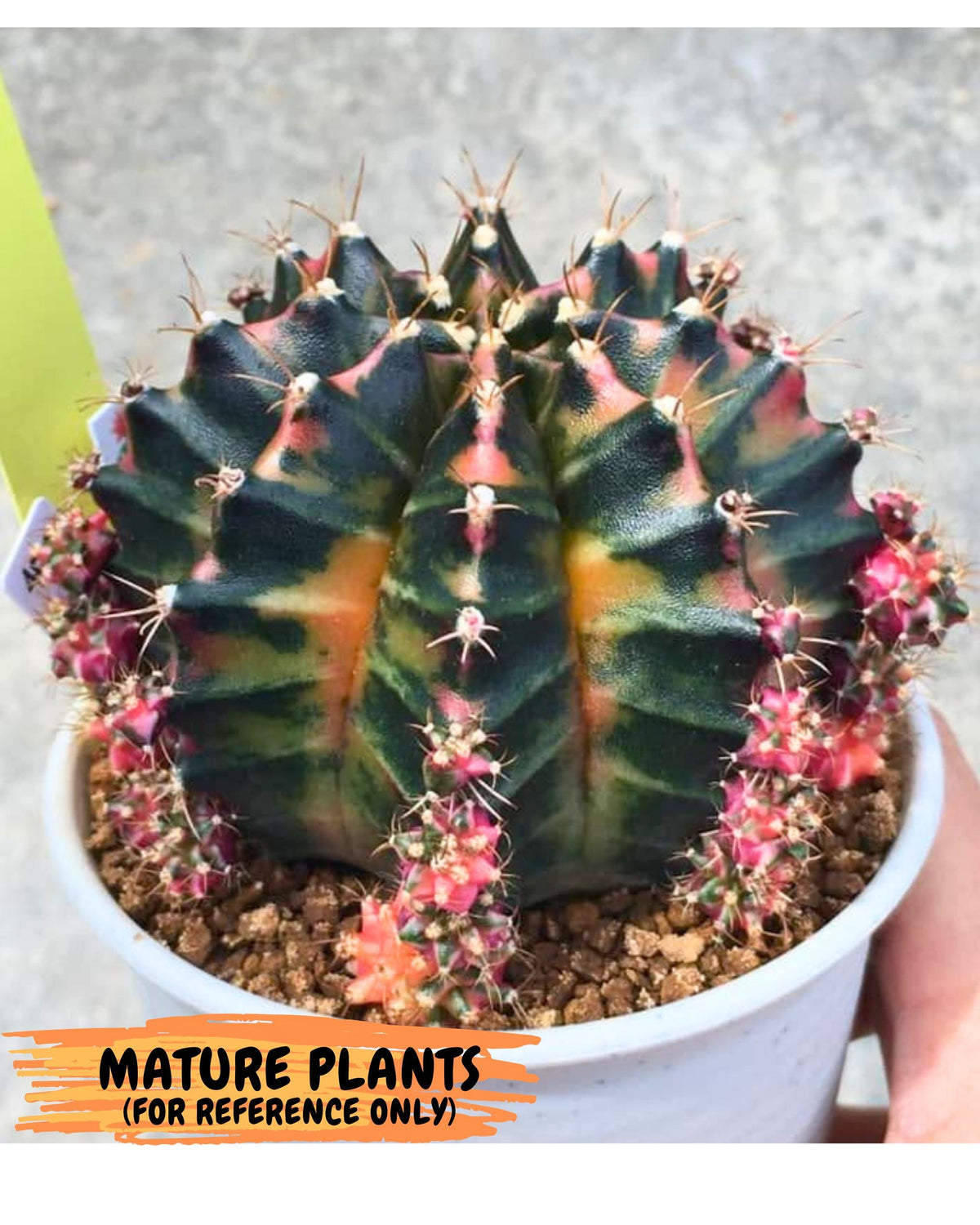 Gymnocalycium Orose (gy19) (08) | Collectable Plant