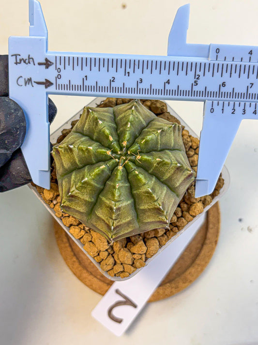Gymnocalycium Aas DayDream (gy20) (02) | Rare Hybrids