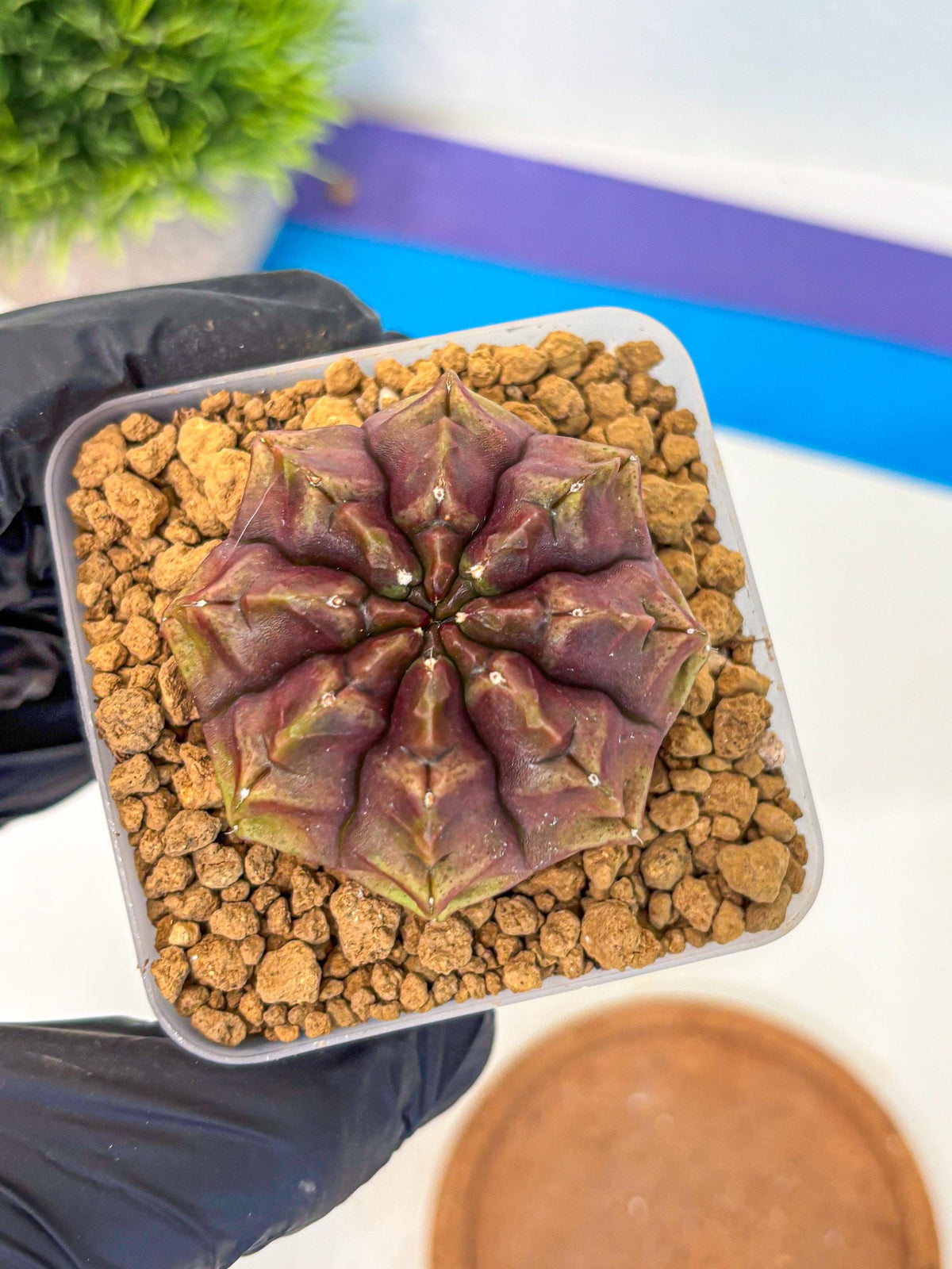Gymnocalycium Aas DayDream (gy20) (05) | Rare Hybrids