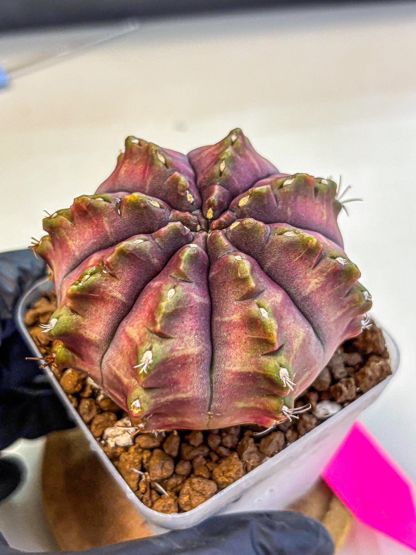 Gymnocalycium Aas DayDream (gy21) (pp) | Rare Hybrids