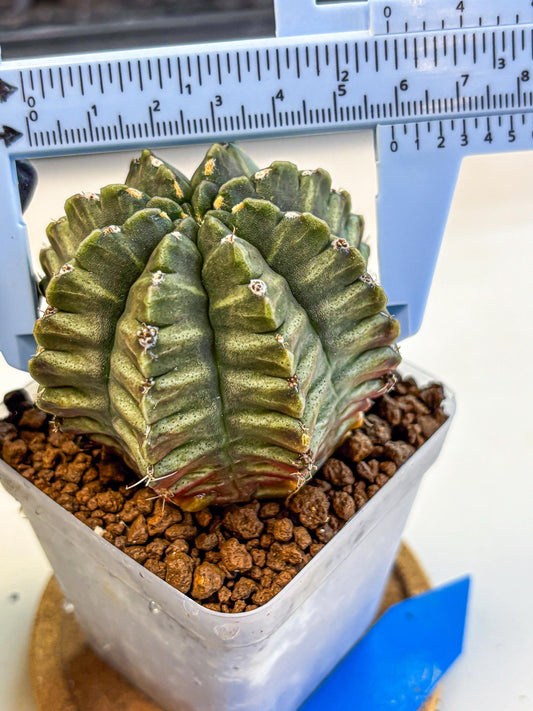 Gymnocalycium Aas DayDream (gy21) (bb) | Rare Hybrids