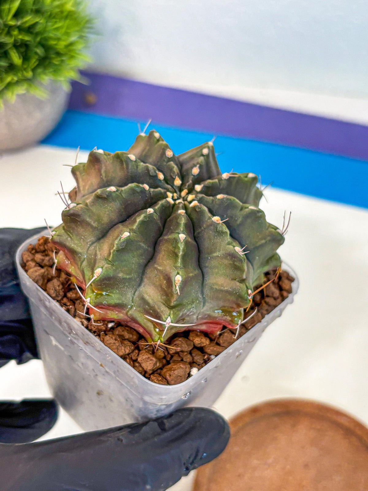 Gymnocalycium Aas DayDream (gy21) (rr) | Rare Hybrids
