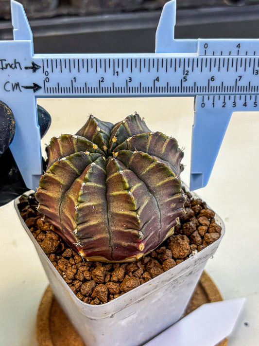 Gymnocalycium Aas DayDream (gy21) (03) | Rare Hybrids