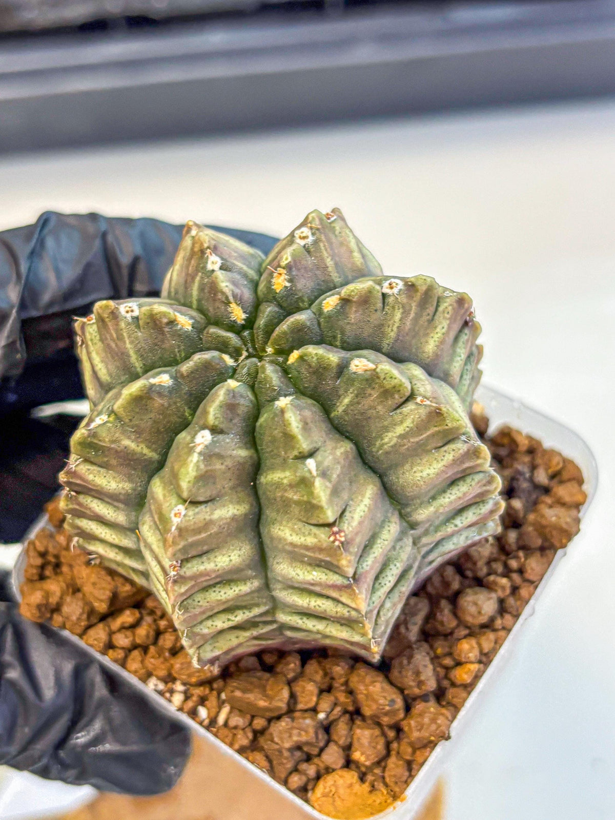 Gymnocalycium Aas DayDream (gy21) (08) | Rare Hybrids