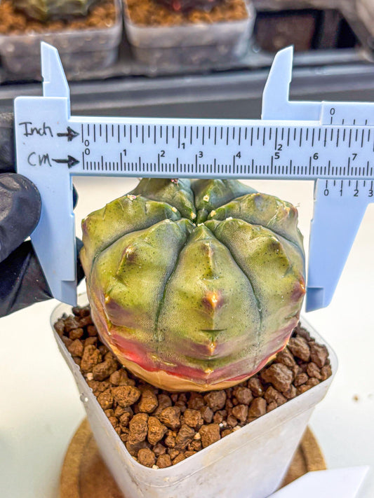 Gymnocalycium Aas DayDream (gy21) (11) | Rare Hybrids