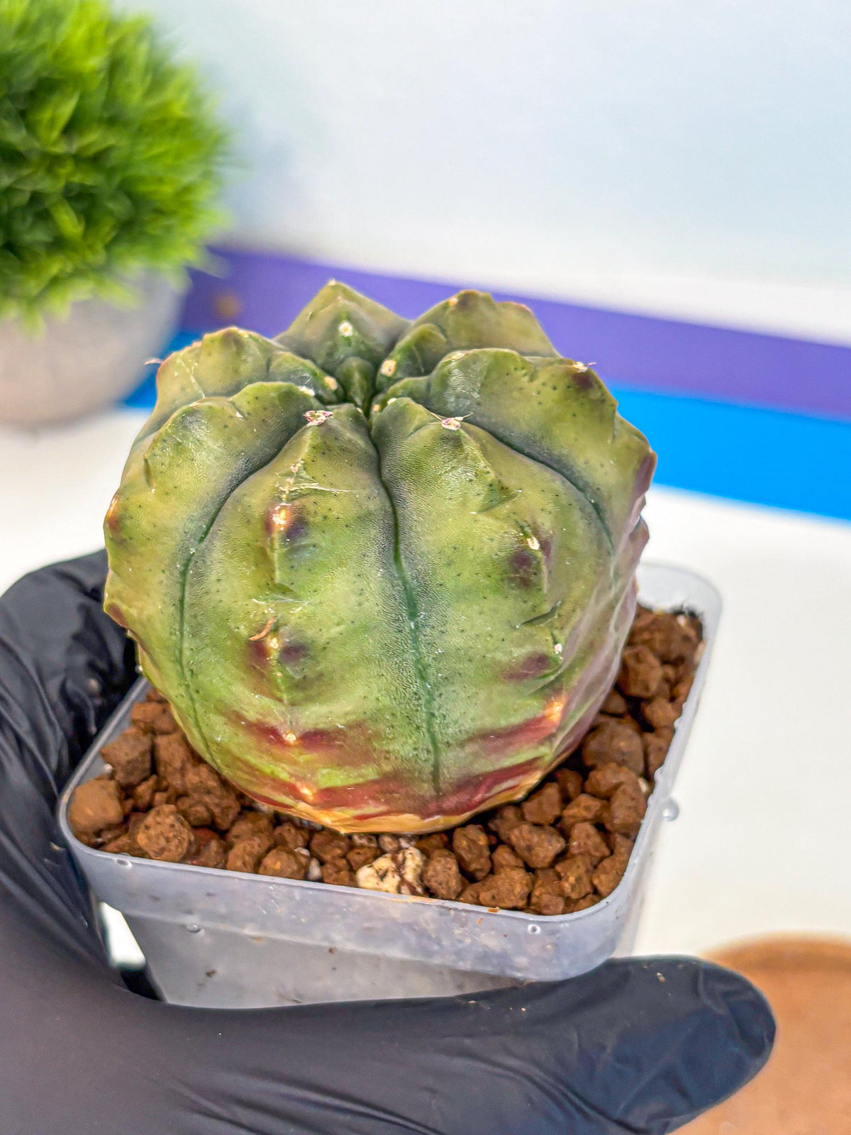 Gymnocalycium Aas DayDream (gy21) (11) | Rare Hybrids