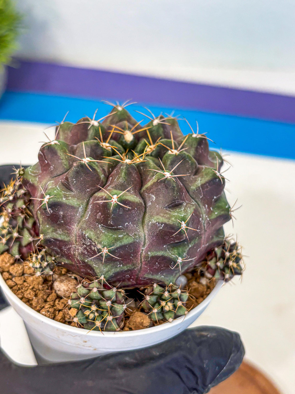 Gymnocalycium Mochi (gy19) (rr) | Variegated cactus