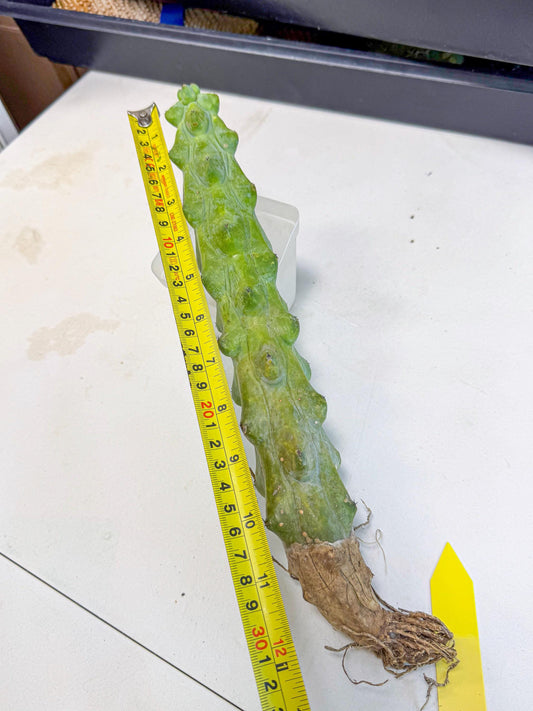 Boobie Cactus (yy) | Myrtillocactus geometrizans