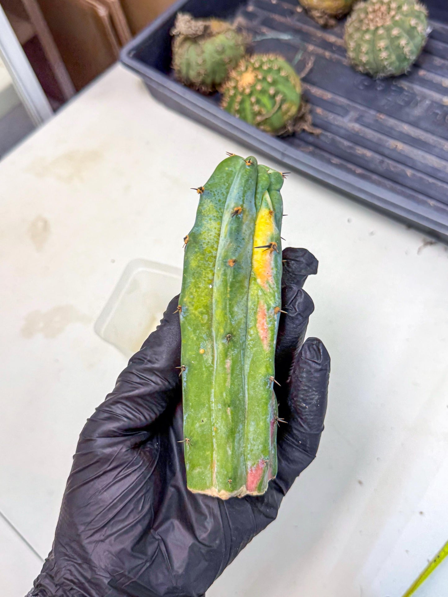 Myrtillocalycium chimera (pp) | Best For Grafted