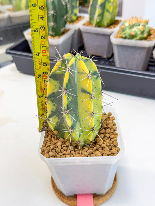 Stenosereus pruinosus Var (pp) | Rare Cactus