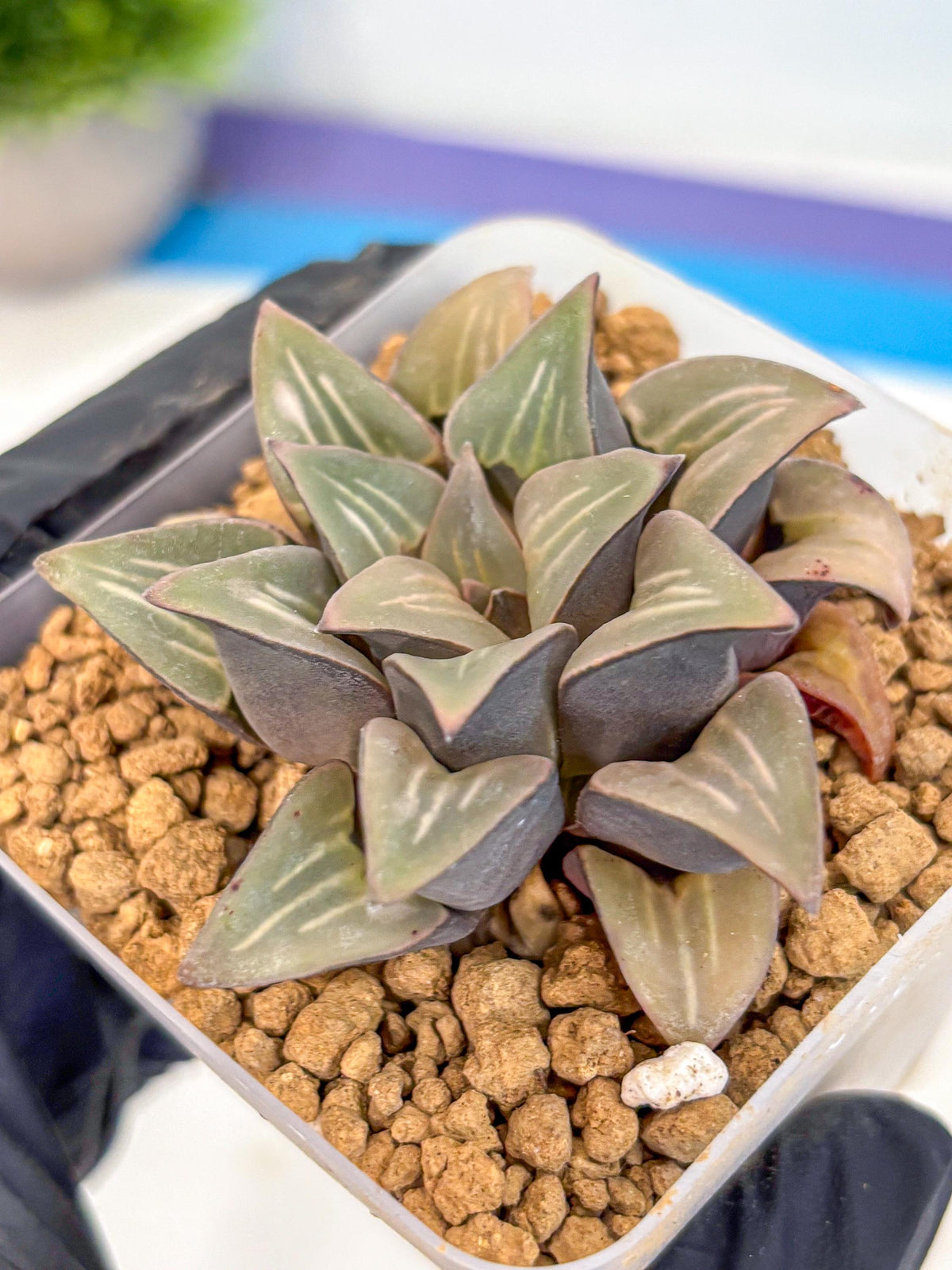 Haworthia Mutica White Window (wa8) (5) | Easy Care Succulent
