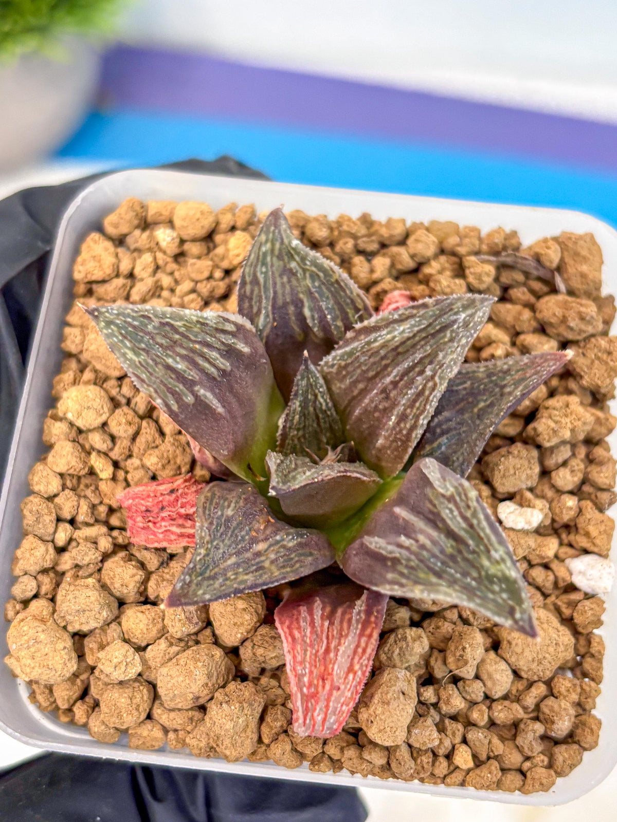 Haworthia Splendens x Wimii (wa8) (gg) | Easy Care Succulent