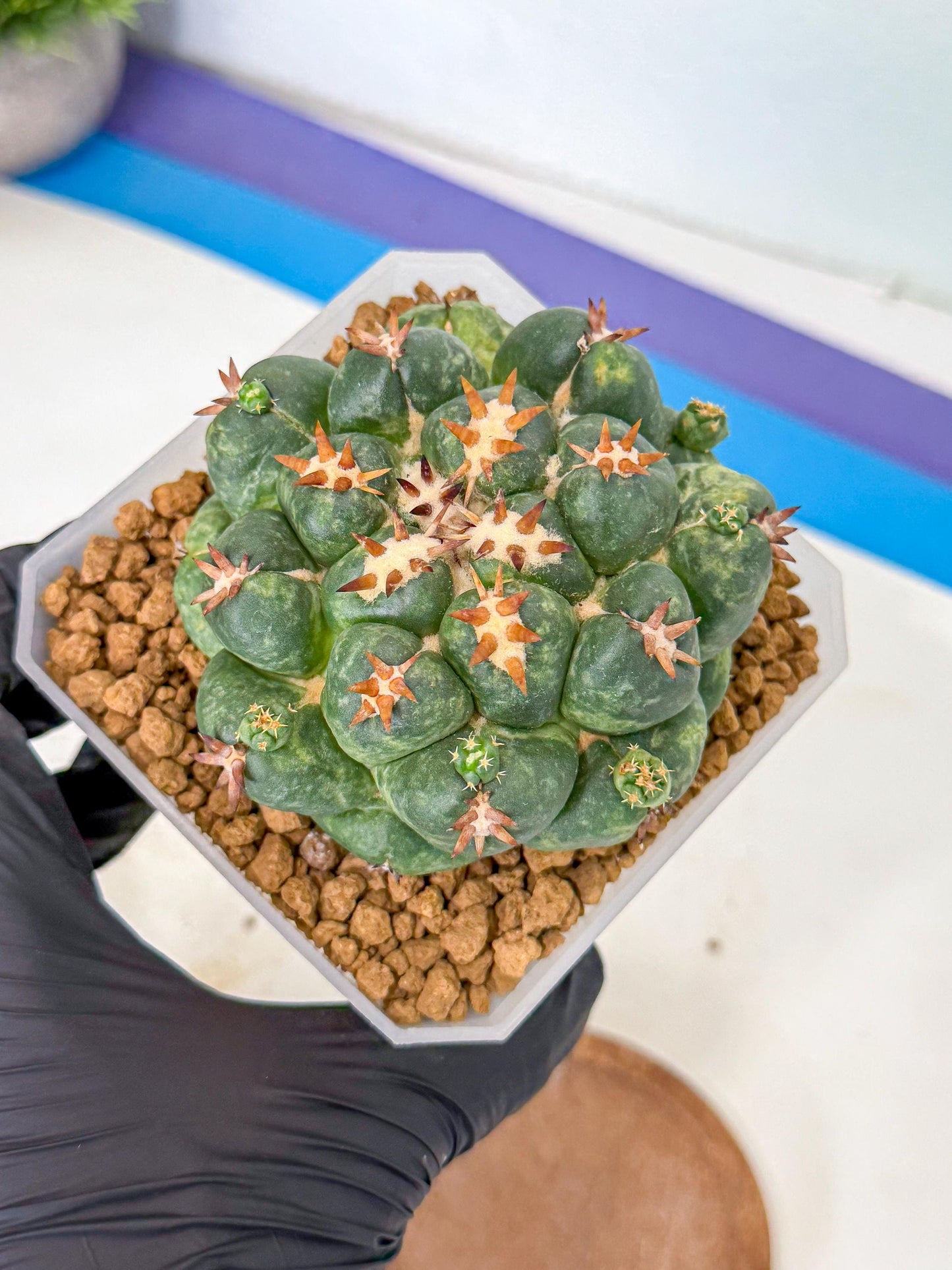 Coryphantha Tanshi (yy) | BEST to use Akadama clay to Grow