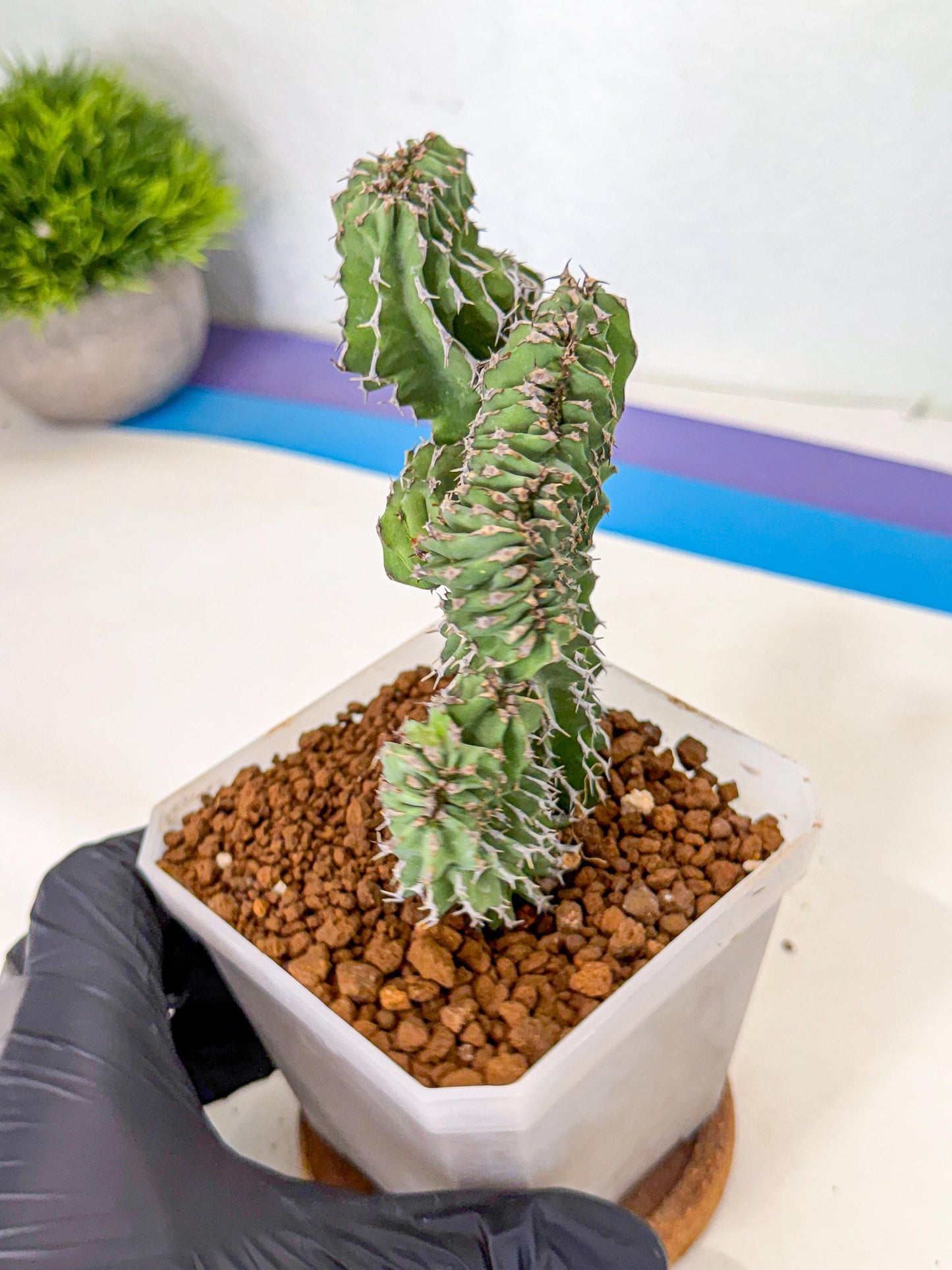 Euphorb Kibwezensis Crested (r) | Rare Plant