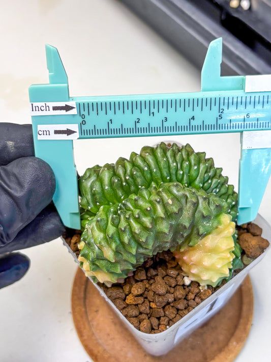 Gymnocalycium Inermis Cristata (gy2) (1) | Variegated Cactus