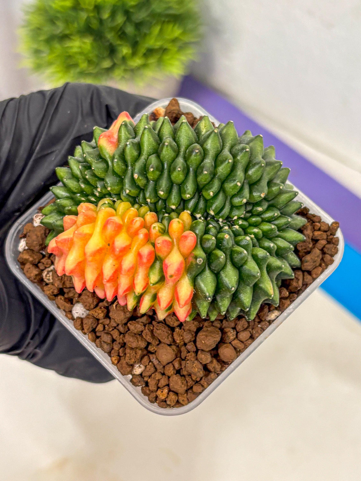 Gymnocalycium Inermis Cristata (gy2) (yy) | Variegated Cactus