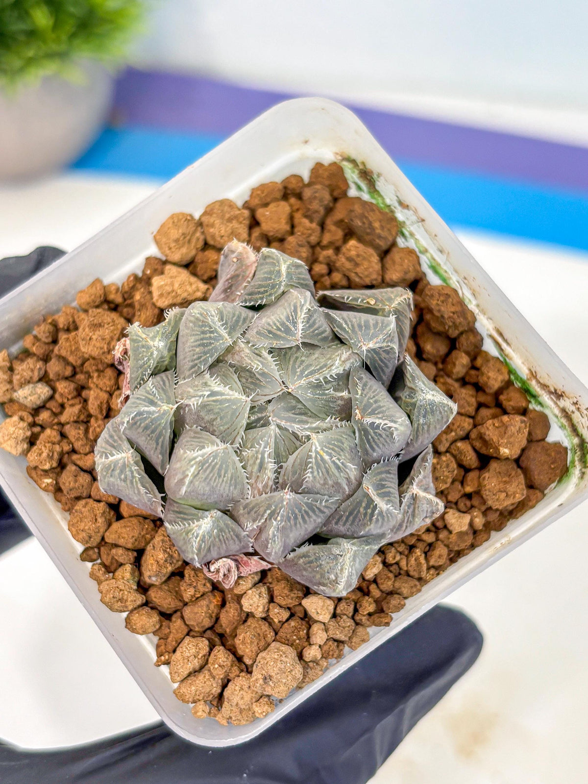 Haworthia KW1 Bolsii Var (wa8) (11) | Easy Care Succulent