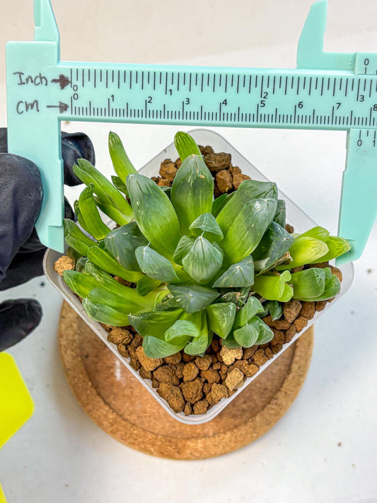 Haworthia Obtusa Hanabi (wa8) (16) | Easy Care Succulent