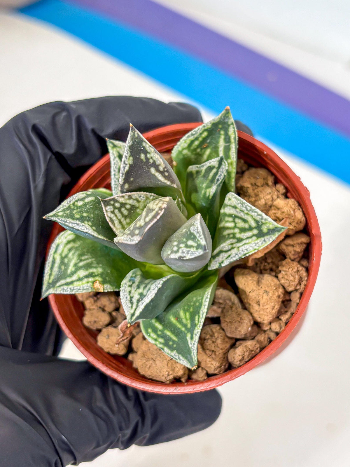 Haworthia Dojakudai Cobbledon (wa4) (y7) | Easy Care Succulent
