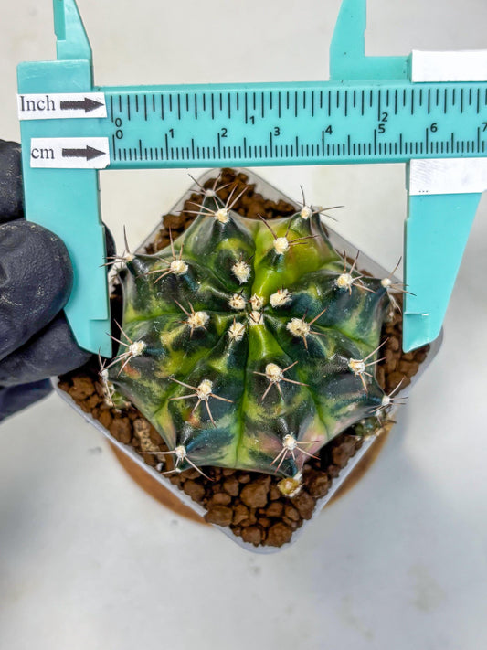 Gymnocalycium Tequila (gy5) (2) | Collectable