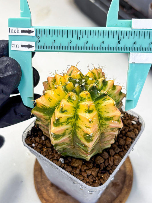 Gymnocalycium Starlight (gy6) (g4) | Rare Hybrid cactus