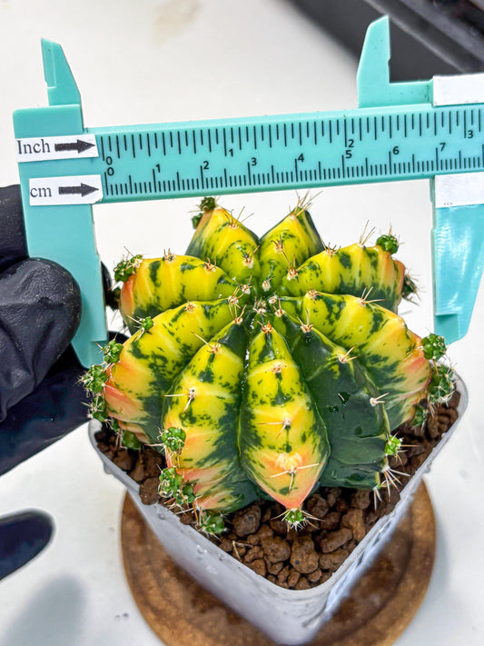 Gymnocalycium Mandarin (gy7) (g3) | Rare Hybrid cactus