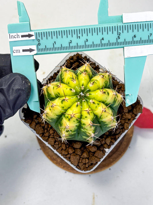 Gymnocalycium Sunflower (gy8) (r4) | Variegated cactus