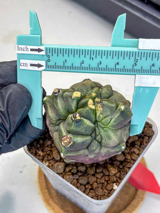 Gymnocalycium Montrose (gy11) (rr) | Collectable Plant