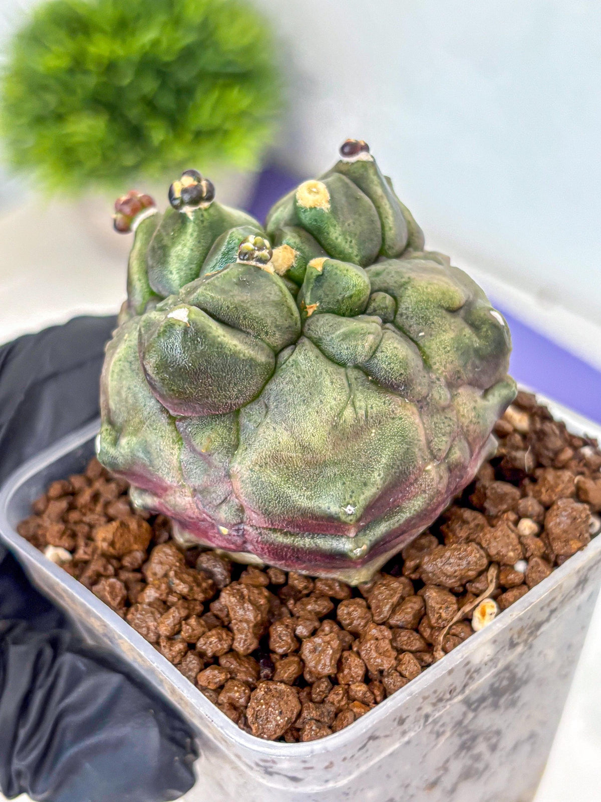 Gymnocalycium Montrose (gy11) (rr) | Collectable Plant