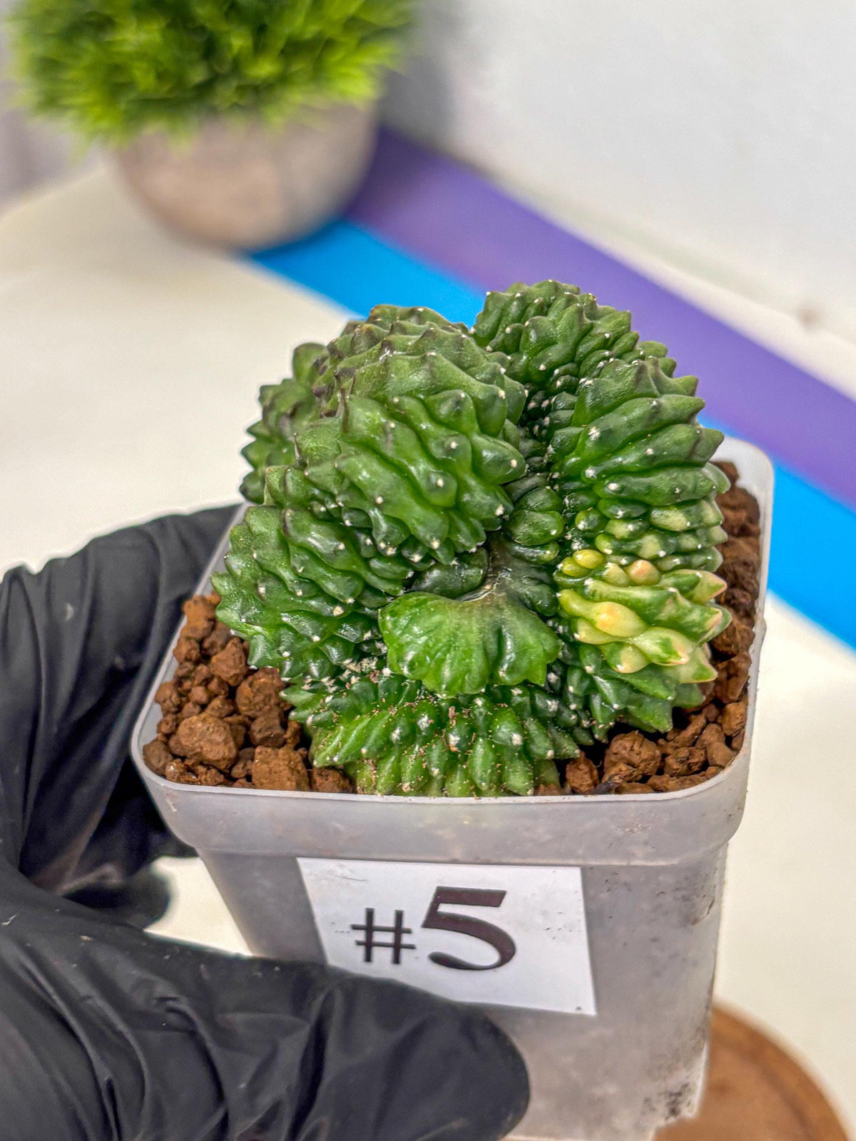 Gymnocalycium Inermis Cristata (gy2) (5) | Variegated Cactus