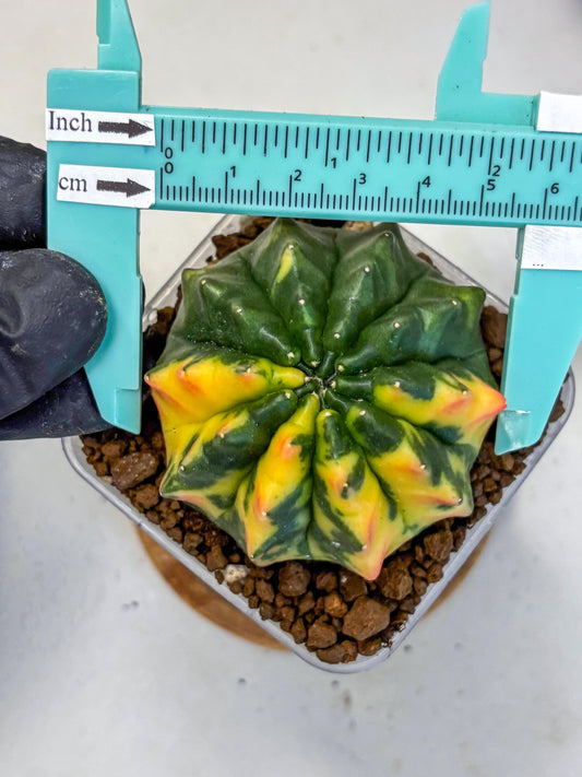 Gymnocalycium Inermis Var (gy5) (12) | Original Form