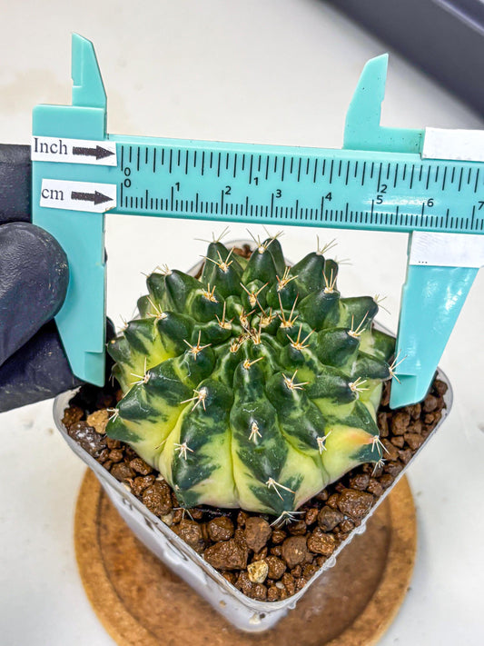Gymnocalycium Emerald Kiss (gy13) (15) | Collectable Plant