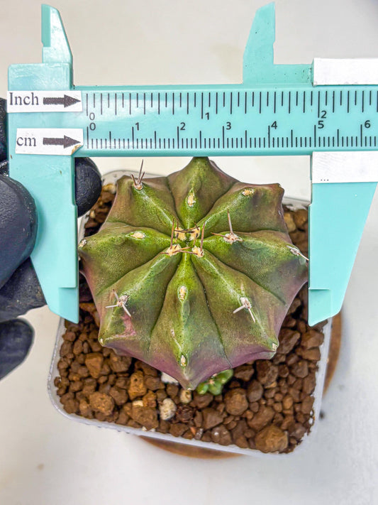 Gymnocalycium Siamese Grape (gy18) (9) | Collectable Plant