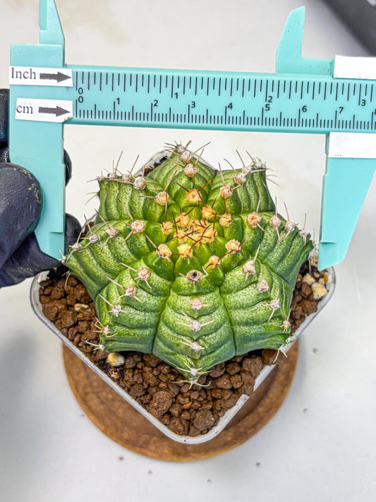Gymnocalycium T-Lux Neon (gy14) (4) | Collector’s Edition