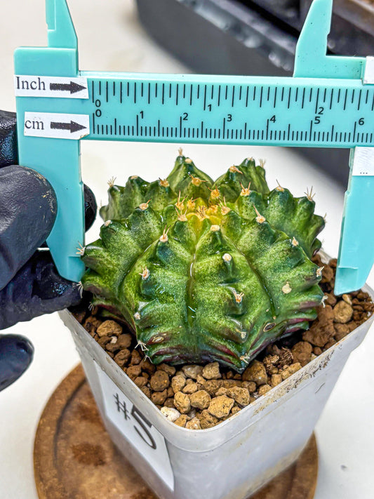Gymnocalycium T-Lux Neon (gy14) (5) | Collector’s Edition