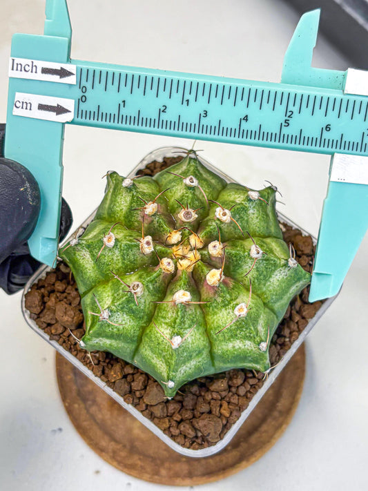Gymnocalycium T-Lux Neon (gy14) (10) | Collector’s Edition