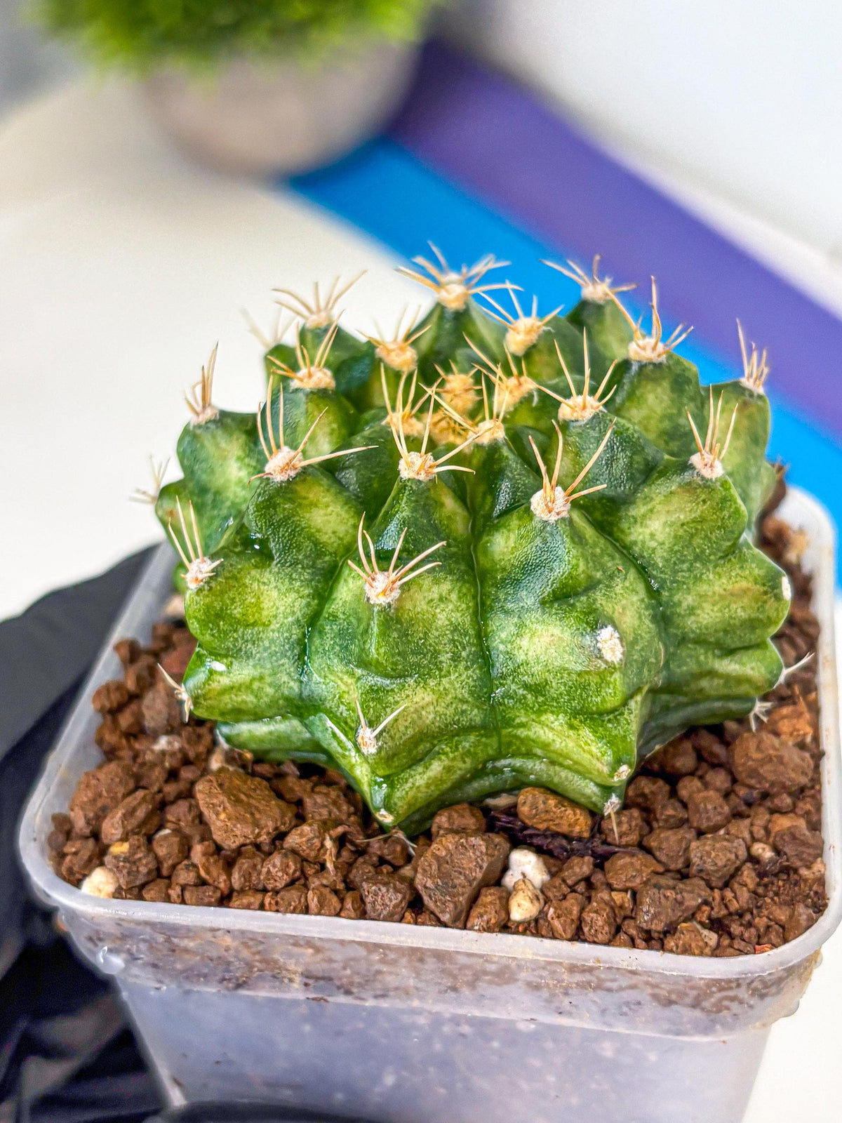 Gymnocalycium T-Lux Neon (gy14) (16) | Collector’s Edition