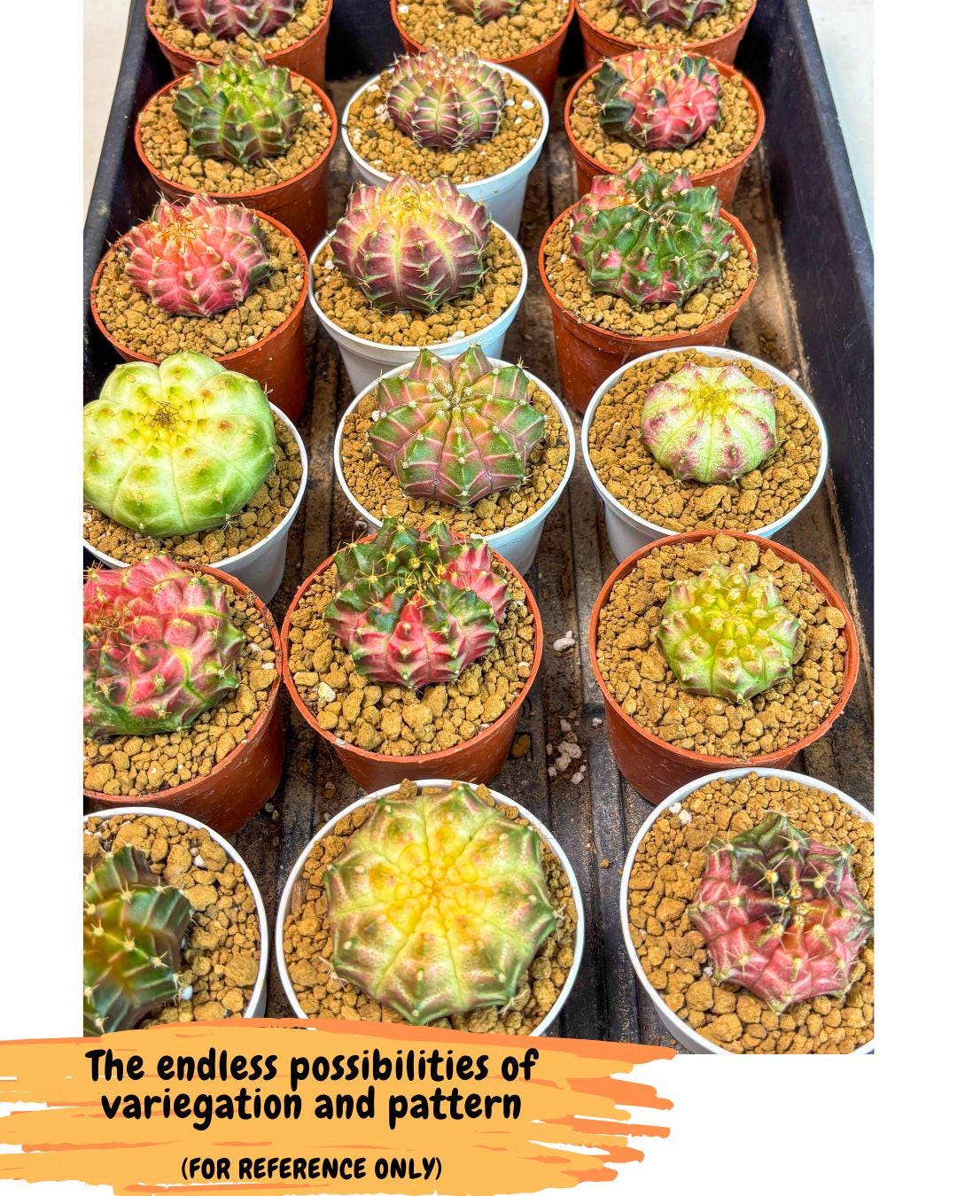 Gymnocalycium Neon (gy16) (10) | Variegated cactus