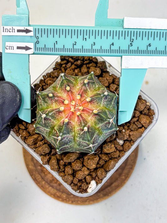 Gymnocalycium Neon (gy16) (13) | Variegated cactus