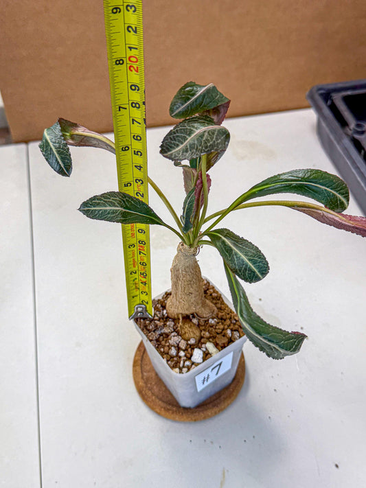 Rare Labatii Plant (7) | Rare House Plant