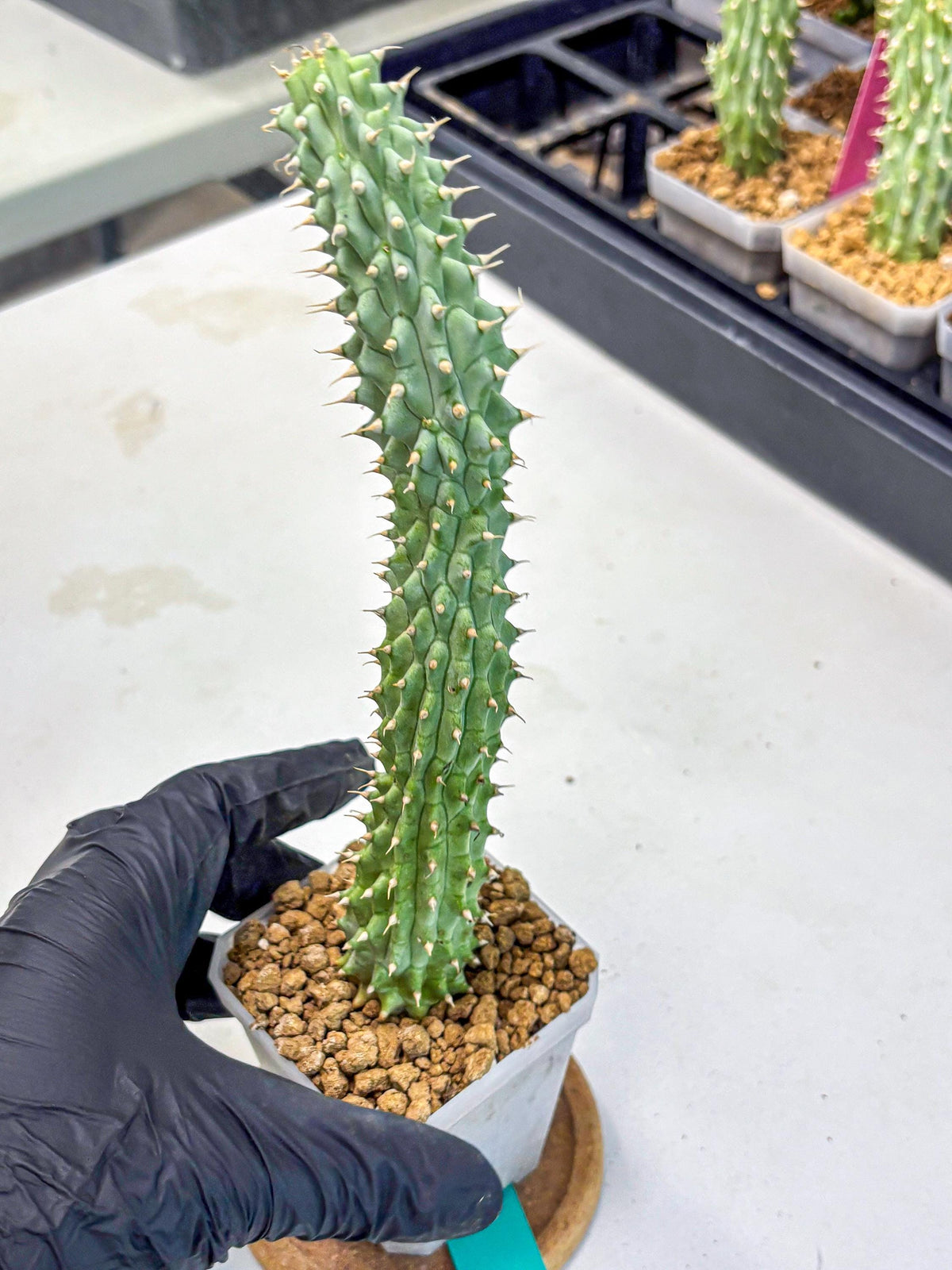 Kalahari Cactus (gg) | Rare House Plants
