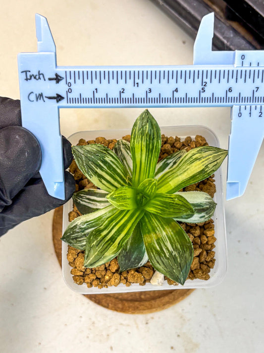 Haworthia Obtusa Hyb Var (wa4) (12) | Easy Care Succulent