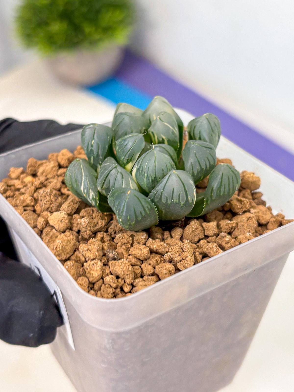 Haworthia Obtusa Suishou Var (wa4) (14) | Easy Care Succulent