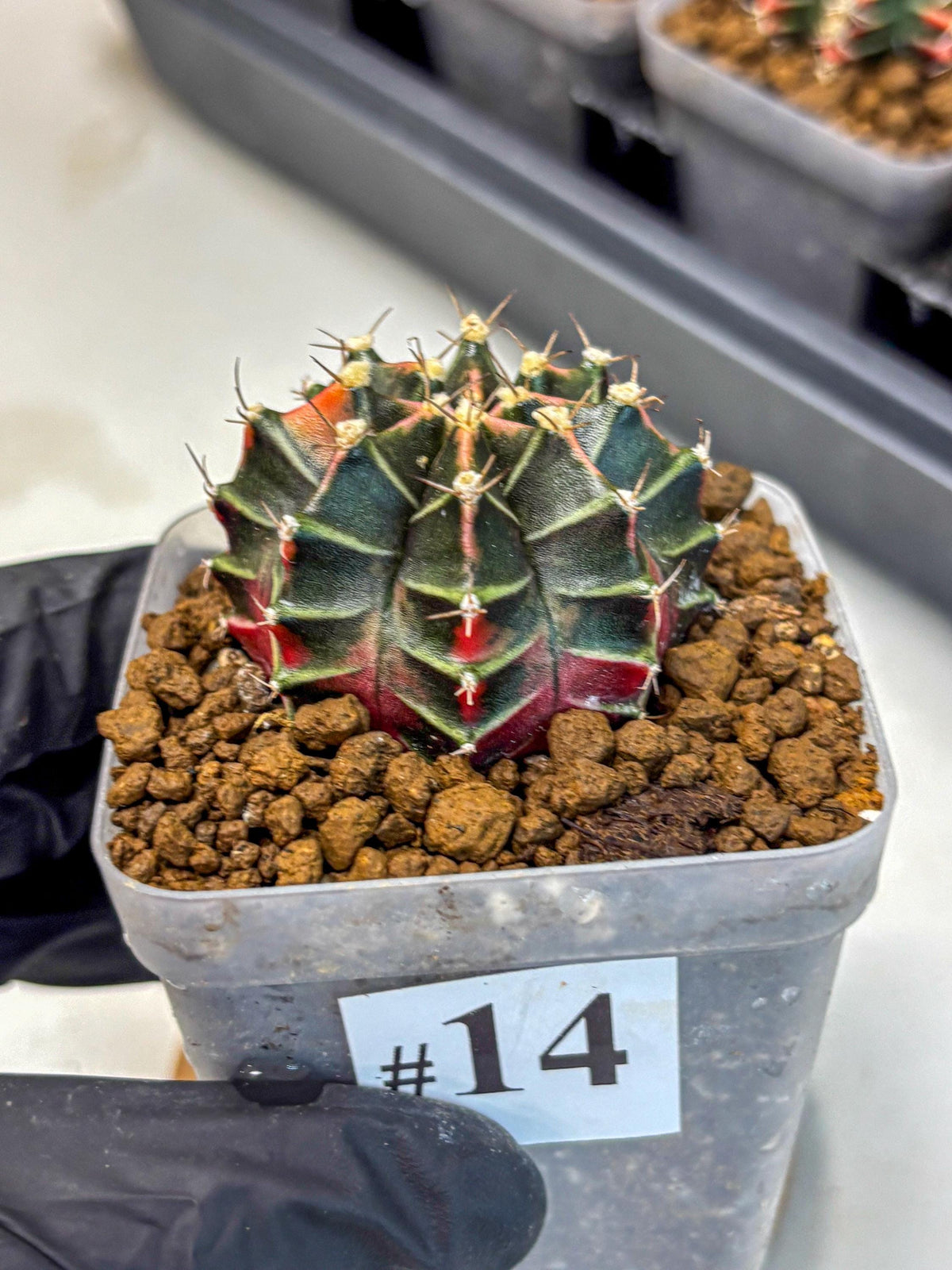 Gymnocalycium Garnet (gy5) (14) | Variegated cactus